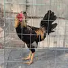Erick Colindres - @erick.colindres53 - TikTok
