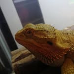 Erick the bearded dragon - @erick_the_bearded_dragon - Instagram