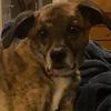 zoey is a cute dog - @im.erickfedde.lol - TikTok