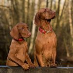 Erick Hampton - @pets_lovely_net - Instagram
