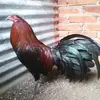 Granja Pizarro - @erick.pizarro7 - TikTok