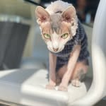 Ericka Angel - @thomas_felix_sphinxcat - Instagram