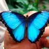 Mariposa Azul - @erickaangel68 - TikTok