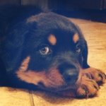 Ericka Boyd - @maximus_the_rott - Instagram
