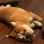 Ericka Archie-Conner - @roman_englishbully - Instagram