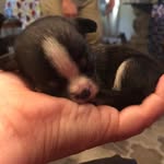 Ericka Johnson - @precious_chihuahuas_michigan - Instagram