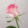 Erickarojas03 - @erickaronas03 - TikTok