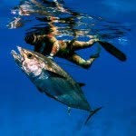 Eric Allard - @extremebluewaterspearfishing - Instagram