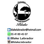 Erik Blake - @blake.labrador - Instagram