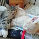 erik Nielsen - @blomstererik - Instagram