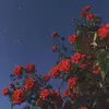 erikacima - @erikacima - TikTok