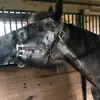 Erik Davidson - @jasmine9onbest - TikTok