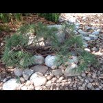 Erik Dickson - @specialtytreeprunning - Instagram