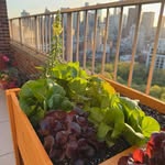 Erik Drews -Plant With Erik LLC - @eastrivergreenworks - Instagram