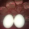 ERIK OG EGGA🥚 - @eggene_erik_og_egga - TikTok