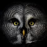 Erik Enersen - @birds_by_enersen - Instagram