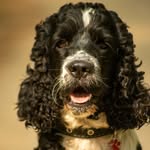Эрик английский кокер-спаниель - @erik_friends_dog_photo - Instagram