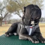 Erik Herring - @odinthe_studd - Instagram