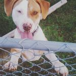 Eric Kinney - @instapitboo - Instagram