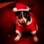 Erik McGee - @erikthepup - Instagram