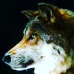 erik mcgee - @wolf_6341 - Instagram