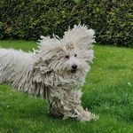 Erika_&_Pepper - @komondor_erika - Instagram