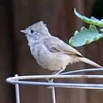 Eric von Pingel - @flora_and_fauna_lilyellowhouse - Instagram