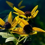 Erik Pioselli - @erikpioselli - Instagram