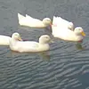 Eerik Planken - @eerikplanken - TikTok