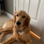 Erik Pope - @harleygracedoggo - Instagram