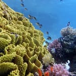 Erik Preuss - @diveandfreedive4life_ep01 - Instagram