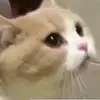 Erik ranger - @294779jdh - TikTok