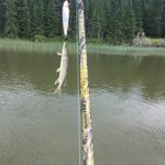 Erik Robertson - @rxtofish - Instagram