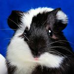Erik Stern - @guineapig7754 - Instagram