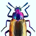 Erik Strauss - @entomo_biologie_quebec - Instagram