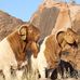 Ukamas Boerbokstoet - Erik Strauss - Facebook