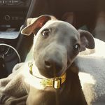 Erik Strömberg - @sumpan_zoo - Instagram