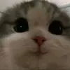 ☆hello☆ - @erika_toca - TikTok