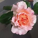 Arndt - @erika.arndt1965 - Instagram