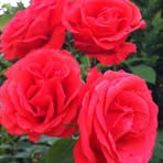 Erika Blume - Facebook