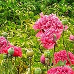 Erika Blume - @blume.erika - Instagram