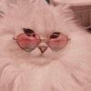 Kitty - @erika.castle_cats - TikTok