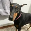 Erica Dodge - @bases.and.barks - TikTok