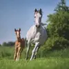 Erika Elder - @erikaelderher - TikTok