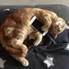 Erika Kropf - @erikaakropf - TikTok