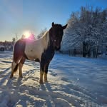 Skräddars gård (Erika Larsson) - @skraddars_gard - Instagram