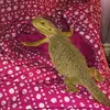 erikalatimer - @athena.thedragon - TikTok