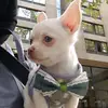erikalehrmann3 - @chihuahua_mylady - TikTok