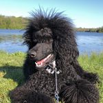Erica Madden - @edmgrooming - Instagram