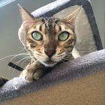 Erika Marrufo - @xenajamalbengal - Instagram